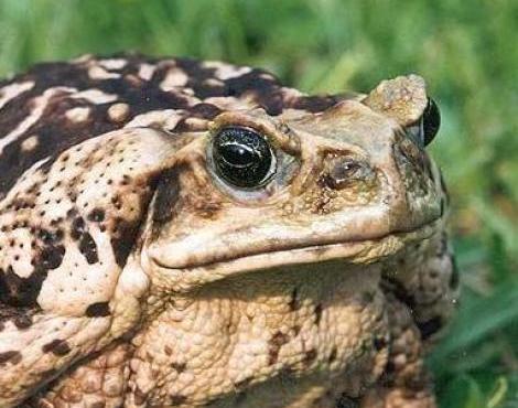 Marine Toad picture
