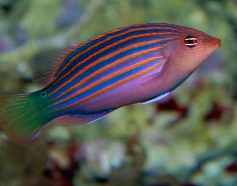 Wrasse picture