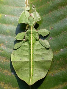Leaf insects